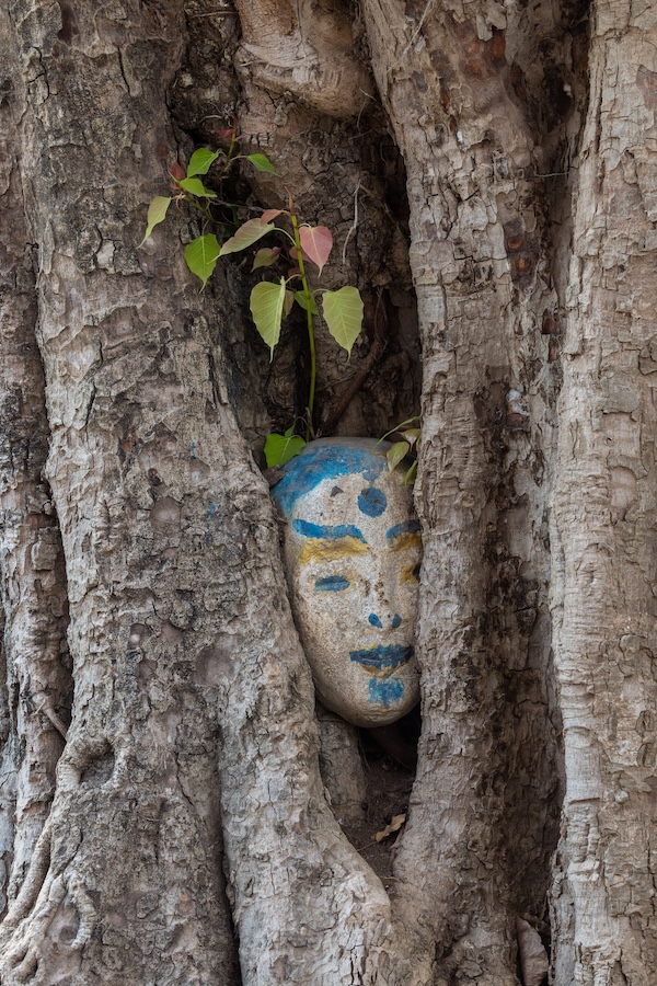 Ingrown_oval_sculpture_of_human_head_in_a_tree_trunk_in_Laos_(1)